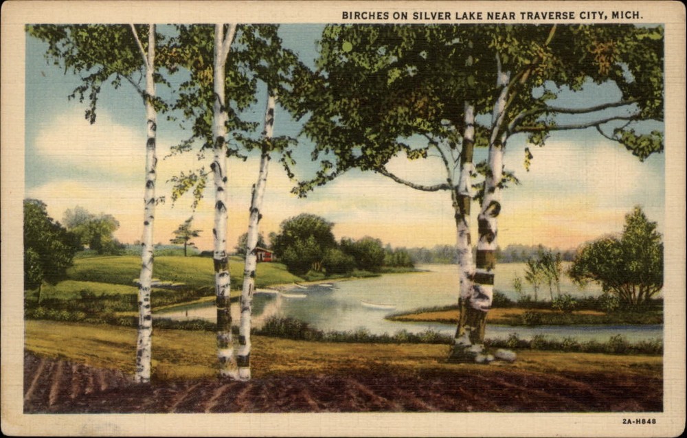 Traverse City Michigan Silver Lake white birch trees unused linen postcard