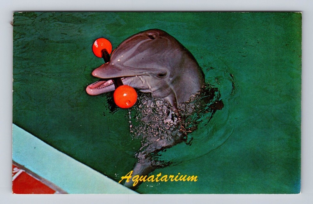 St Petersburg Beach FL-Florida, Dolphin At Aquarium, Antique, Vintage Postcard