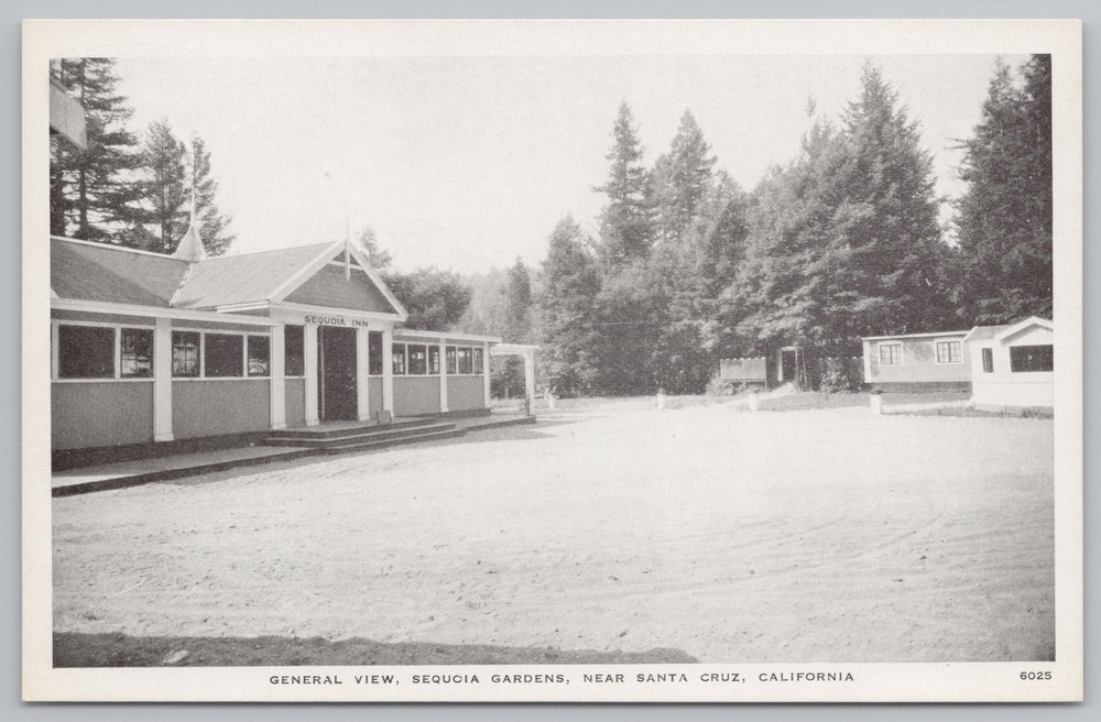 Roadside~General View~Sequoia Gardens Near Santa Cruz~CA~B&W~Vintage Postcard