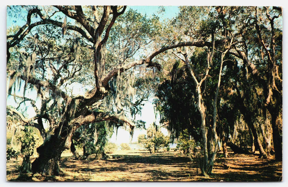 Vintage Photo Postcard Ancient Oak Spanish Moss Trees Overlooking Bay In Florida