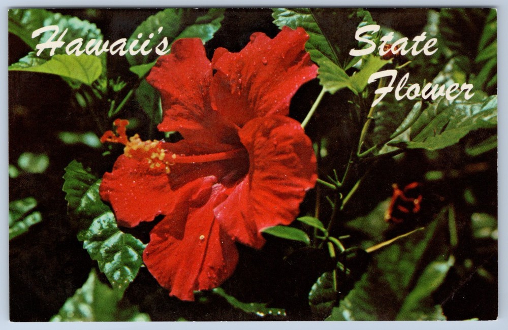 Hawaii Red Hibiscus State Flower Nani Li'i Chrome Postcard