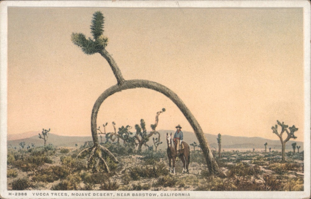 Barstow, California CA Yucca Trees, Mojave Desert, Man Horseback Postcard