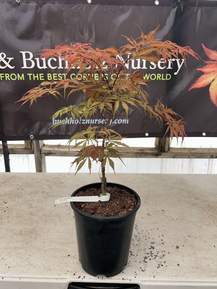 Acer palmatum ‘Earthfire’ Rare Japanese Maple 1 Gallon-image