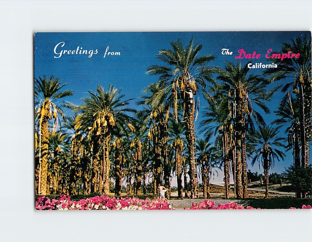 Postcard Greetings from The Date Empire Date Harvest Indio California USA