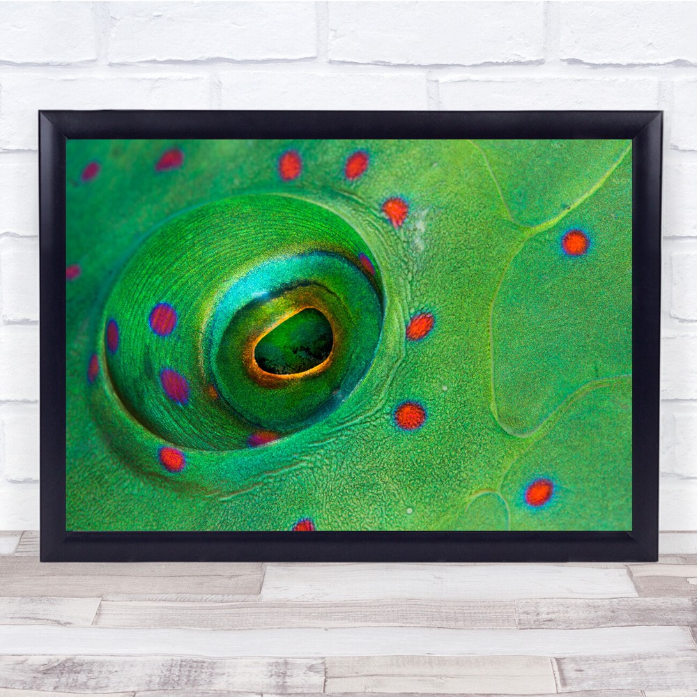 Cheilinus Lunulatus Fish Eye Broomtail Wrasse Underwater Dots Wall Art Print