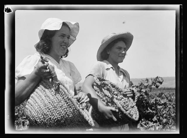 Photo:Zikhron Ya'akov 1939 Grape Harvest Women with Baskets Vintage Season