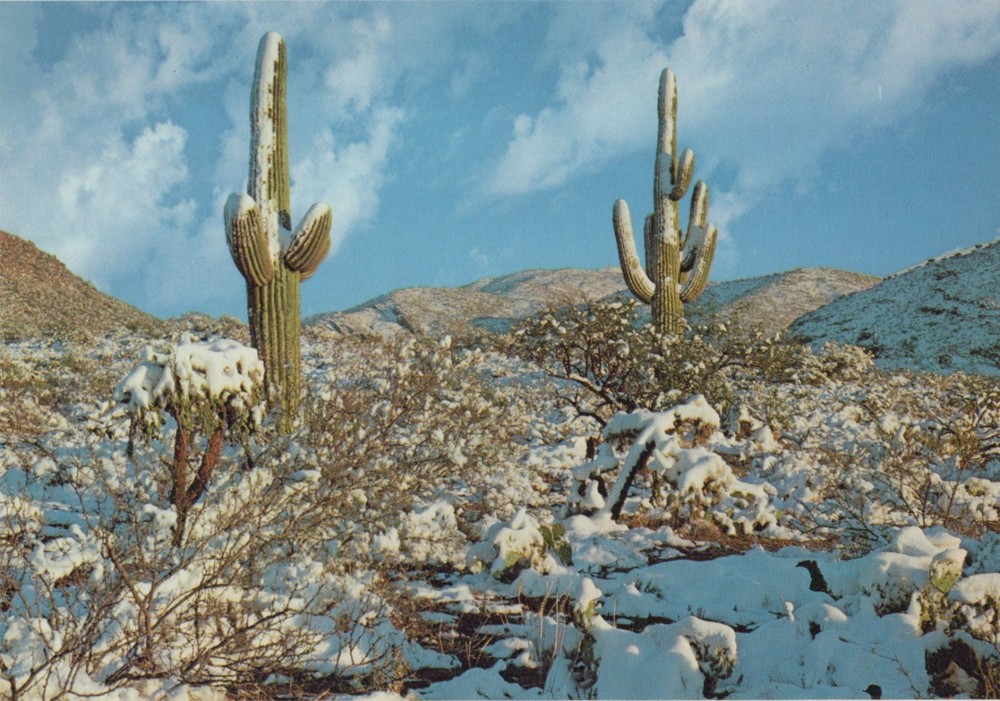 Snow Covered Saguaro Cacti Arizona Desert 4x6 Postcard