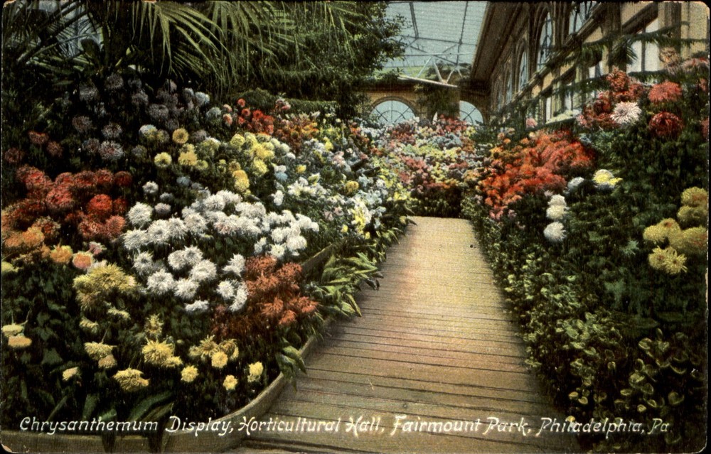 Chrysanthemum flowers Horticultural Hall Fairmount Park ~ Philadelphia PA~c1910