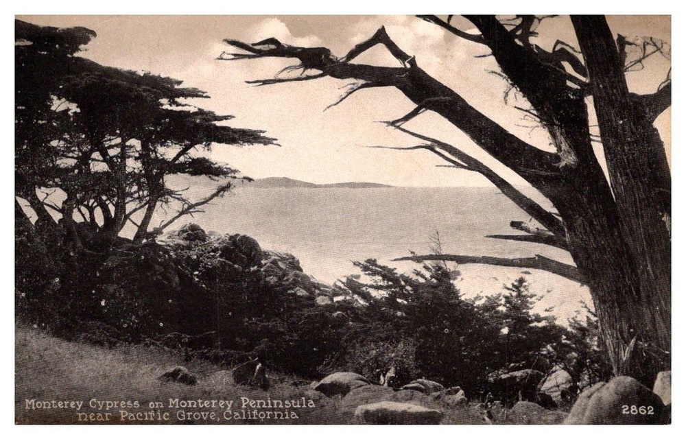 c1910 Cypress Tree On Monterey Peninsula Pacific Grove Vintage Postcard
