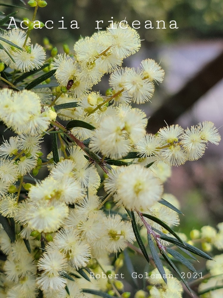 Acacia riceana Seeds - Rice's Wattle - Rare Australian Shrub-image