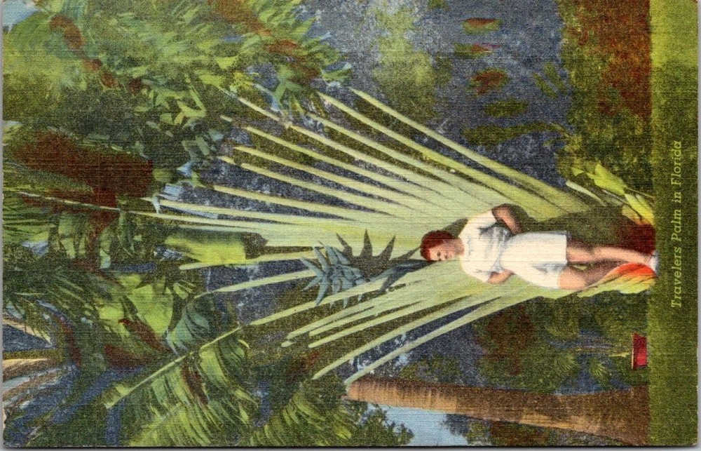 Vintage Linen Postcard Travelers Palm Florida Curteich 1943 Tropical Series