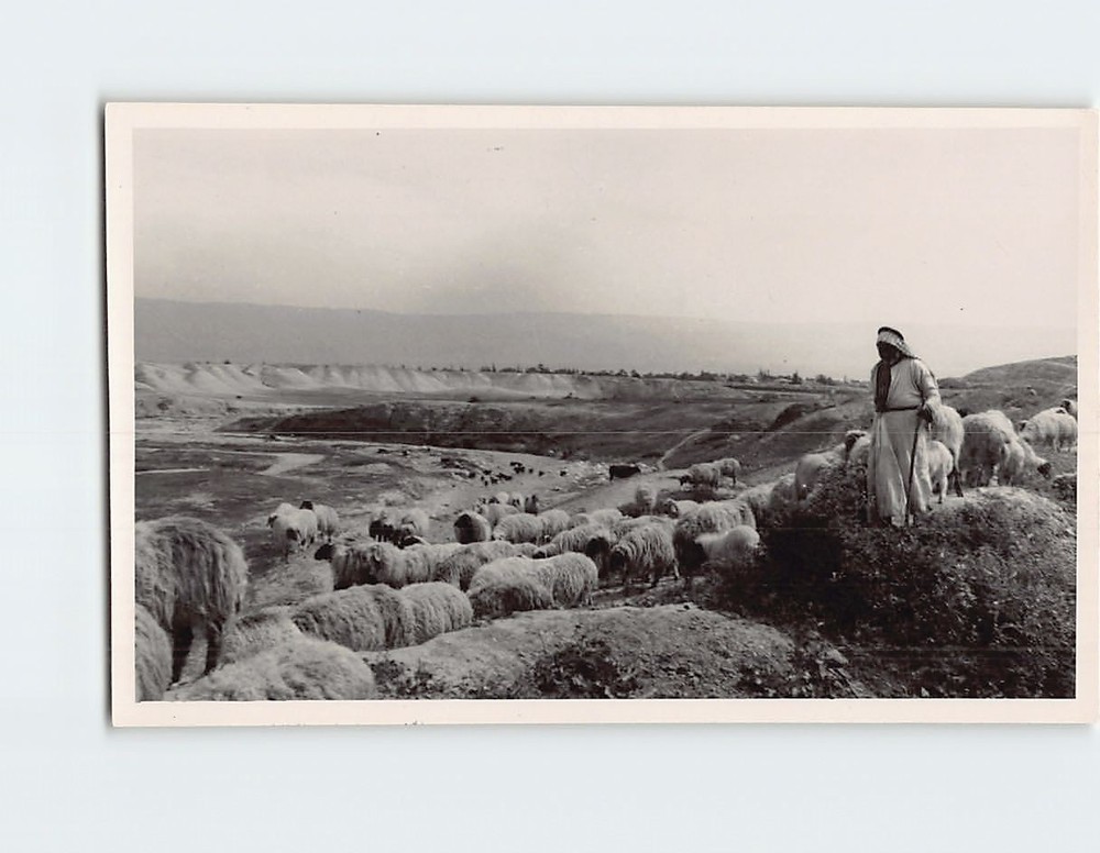 Postcard Shepherds' Field Bethlehem Palestine