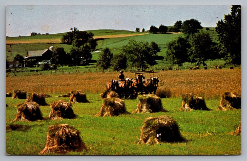 Postcard Amish Wheat Harvest, Holmes County, Ohio Unposted