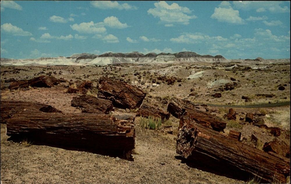 Petrified Forest Natl Park Arizona long logs in Rainbow Forest vintage postcard