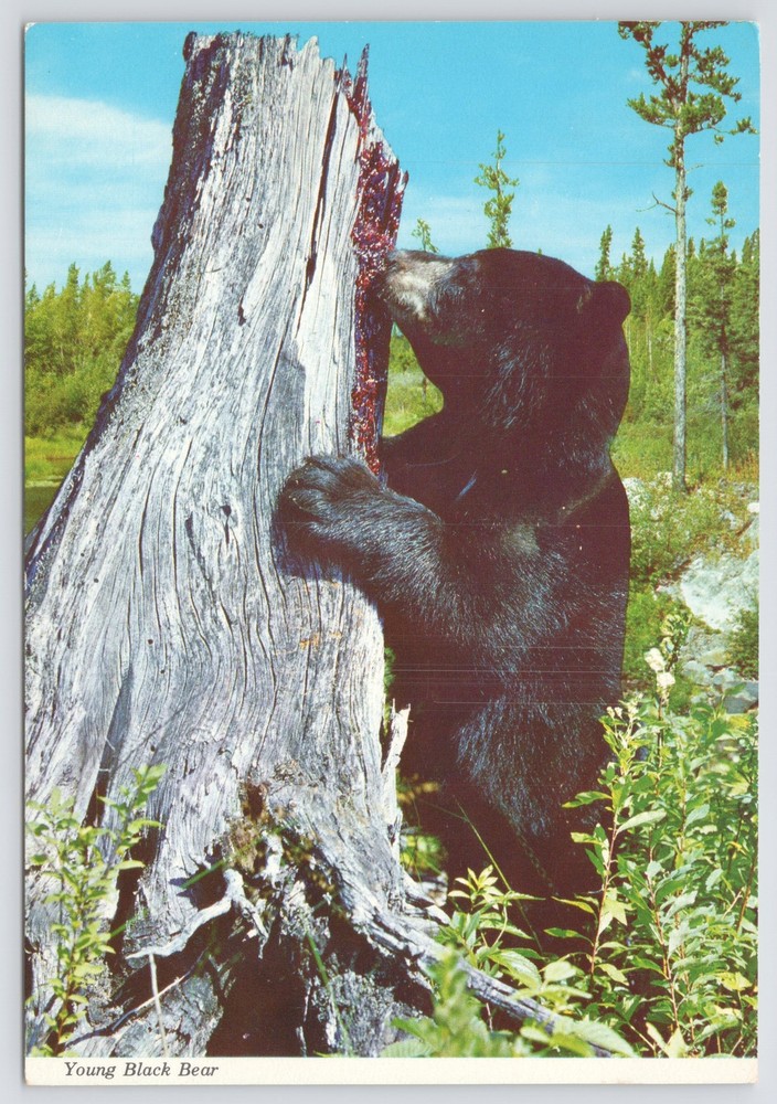 Animal~Young Black Bear Found Meal Of Honey In Old Tree Stump~Continental PC