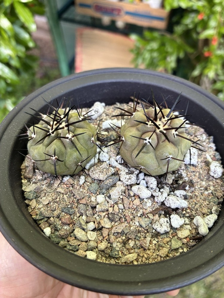 Copiapoa Cinerea Seed Grown Pack Of 2 Rare Cactus Plant