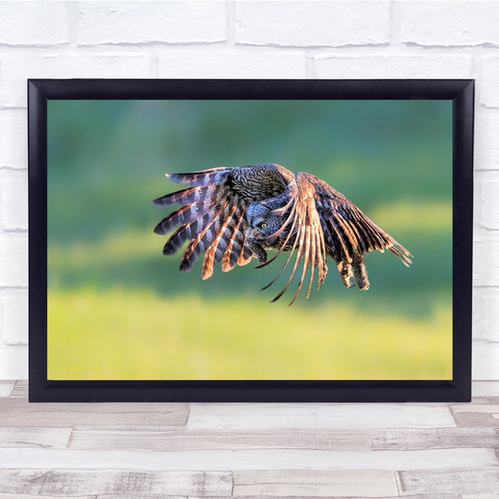 Morning Action Owl Bird Wildlife Nature Wall Art Print