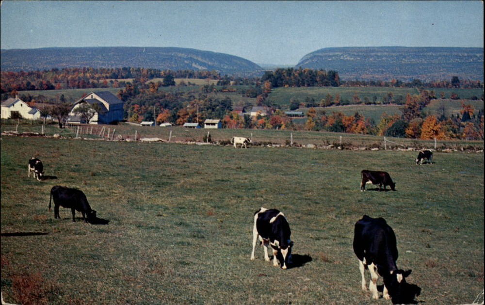 New Jersey autumn pastoral scene milk cows mountains unused vintage postcard