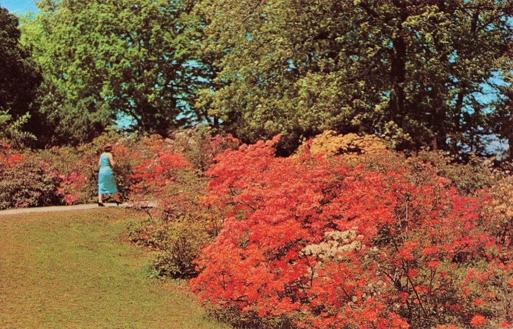 Azaleas & Rhododendrons - Highland Park - Rochester New York NY - Postcard