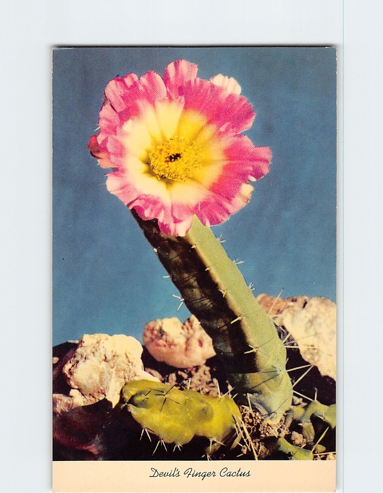 Postcard Devil's Finger Cactus Desert California USA North America