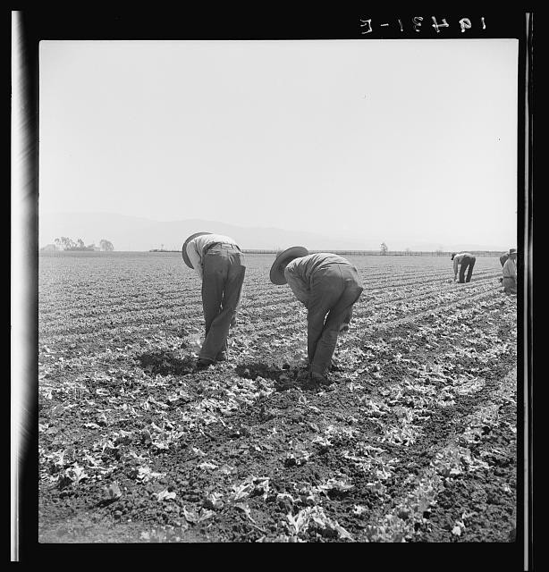 Salinas Valley California 1939 Filipino Boys Thinning Lettuce Field Workers