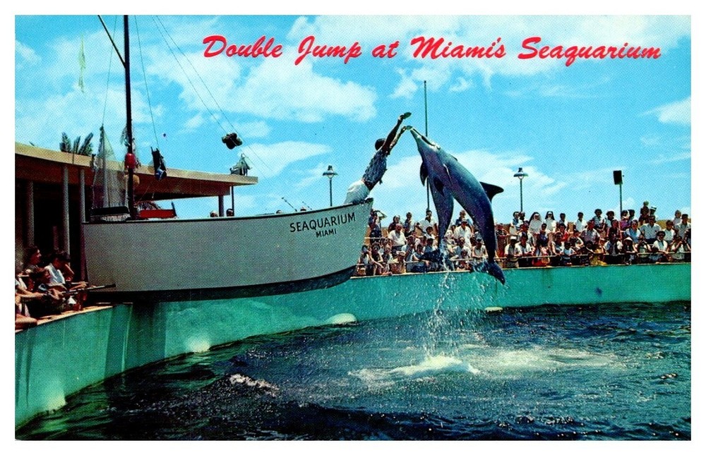 1950s Double Dolphin Jump Seaquarium Miami Florida Vintage Postcard