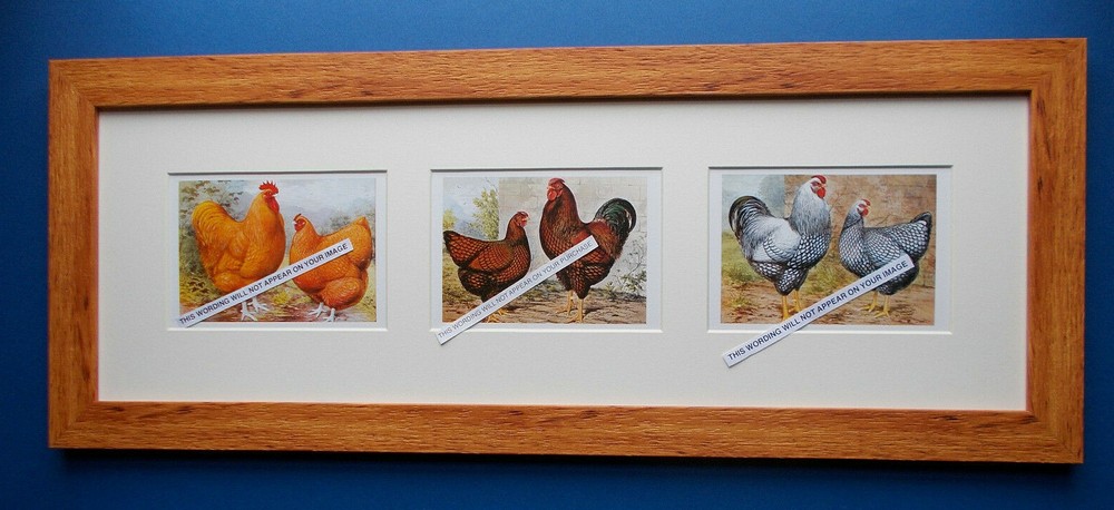 CHICKEN PRINTS FRAMED (A)