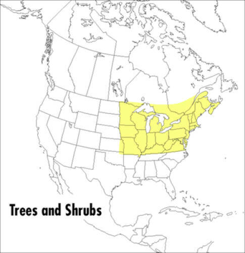A Field Guide to Trees and Shrubs: Northeastern and north-central U - ACCEPTABLE