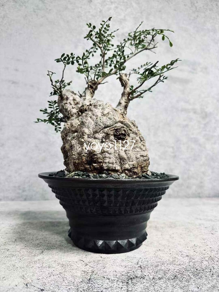 Operculicarya pachypus Small sapling succulent plant, radish root 2-3cm