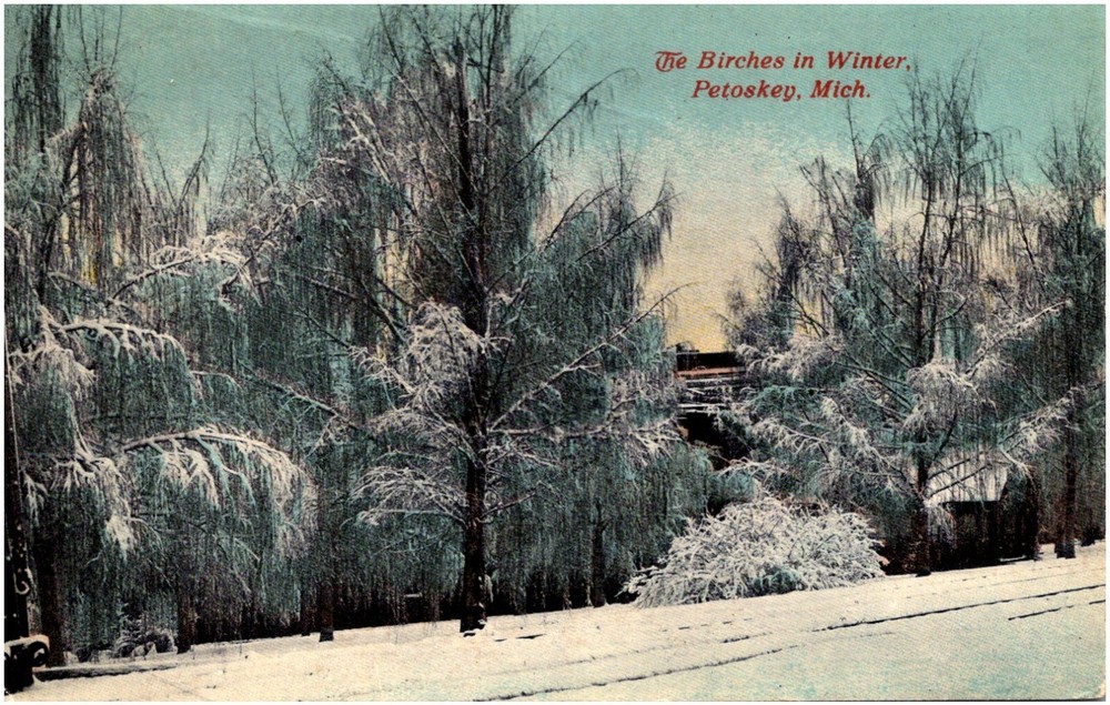 The Birches in Winter Petoskey Michigan MI Snow Covered Trees 1910s Postcard