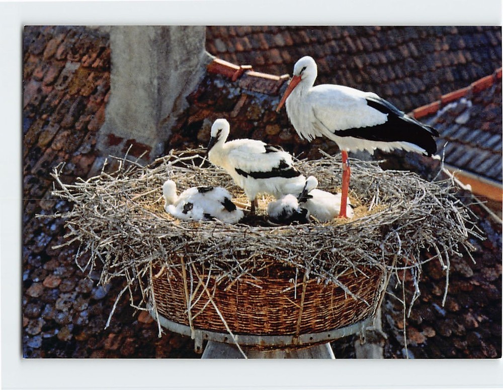 Postcard Stork's Nest