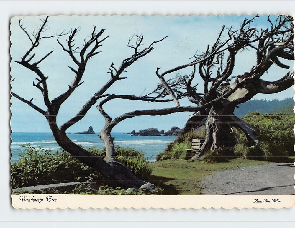 Postcard Oregon Coast Oregon USA