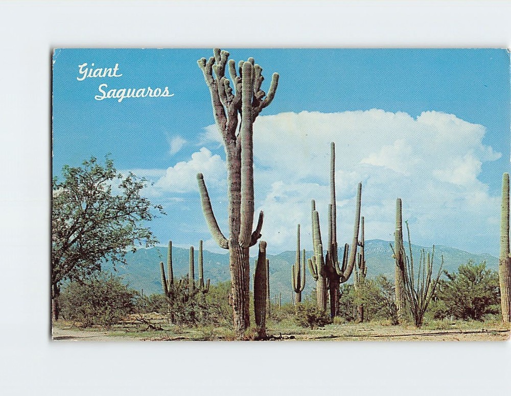 Postcard Giant Saguaros In Desert