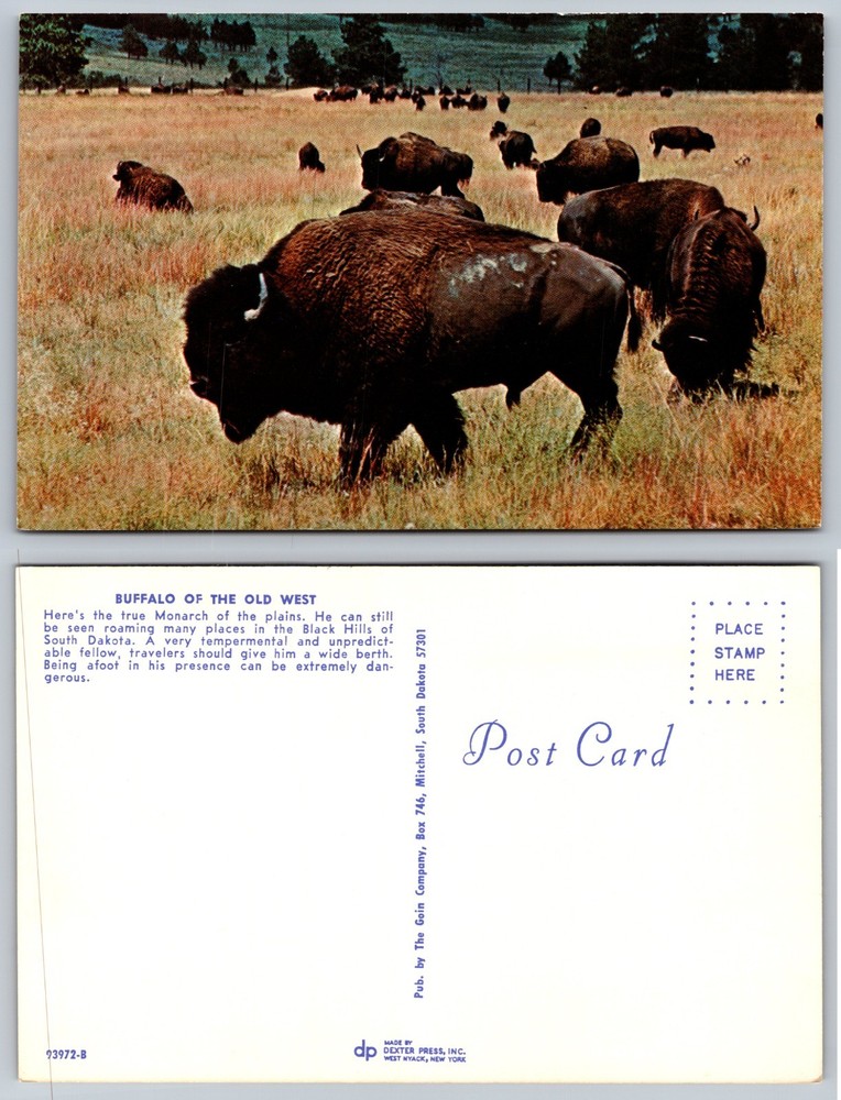 Buffalo Of Old West Prairie Herd Postcard