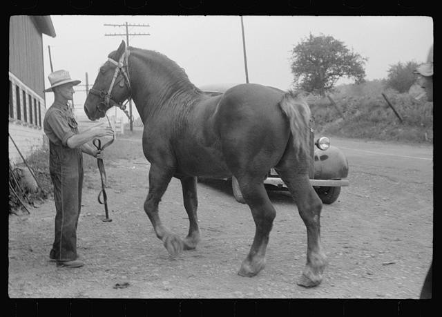 Percheron Stallion,Farm near Pine Grove Mills,Pennsylvania,PA,July 1941,FSA,9