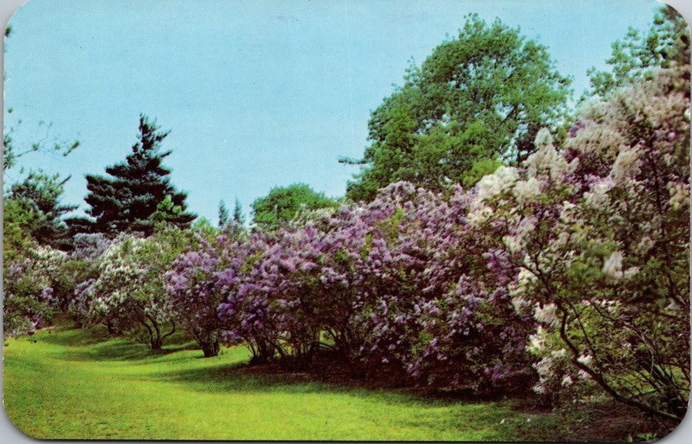 Highland Park Rochester NY Lilac Time Festival DEXTONE Postcard