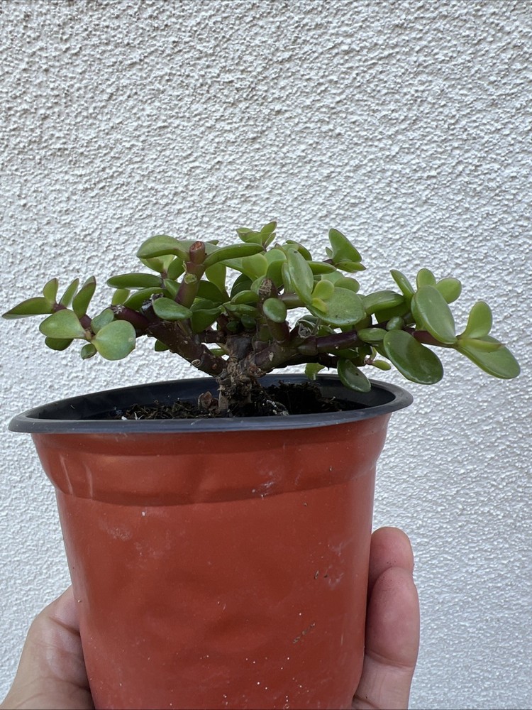 Frank Yee Variety Portulacaria Afra “cork Bark” Elephant Bush Pre Bonsai Plant