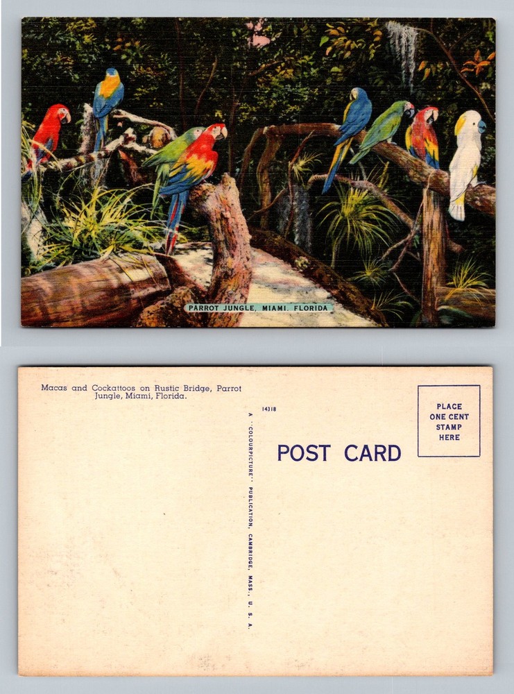 Miami, FL-Florida, Parrot Jungle Macaws Cockatoos Rustic Bridge Vintage Postcard