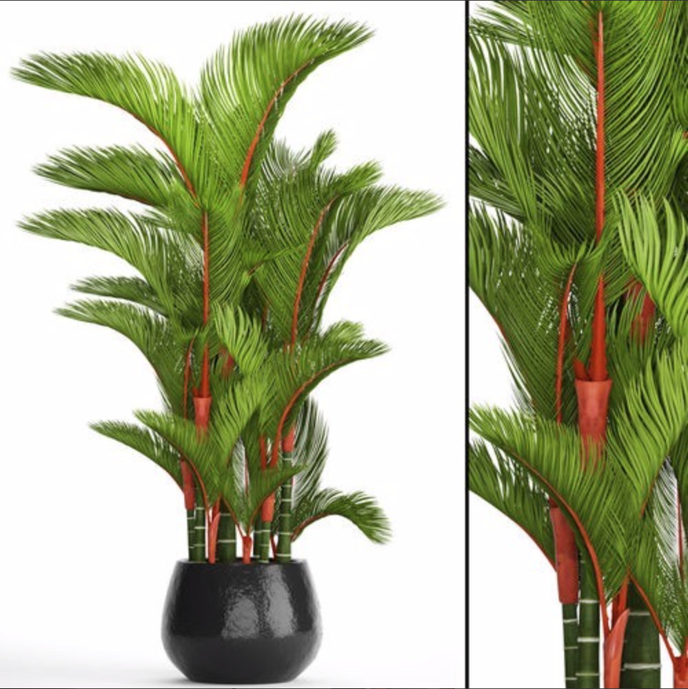 Cyrtostachys renda, Lipstick Lakka Red Sealing Wax Palm - 10 Se eds