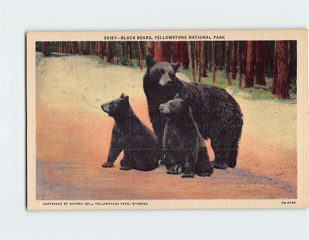 Postcard The American Black Bear Yellowstone National Park Wyoming
