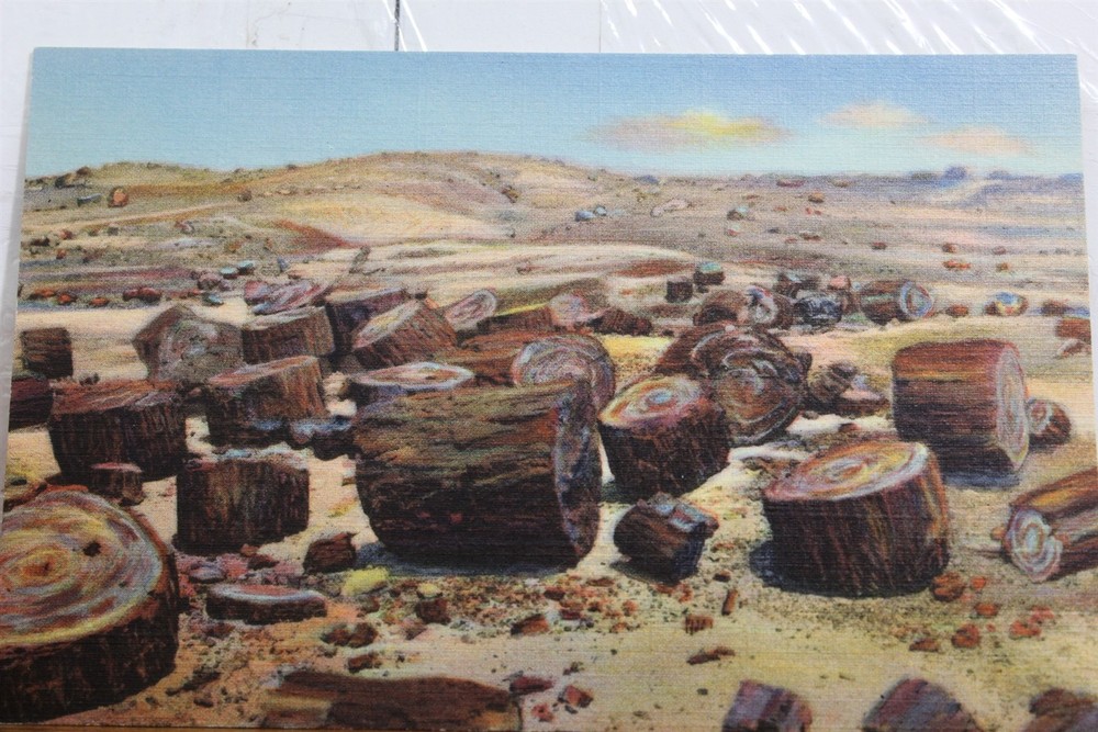 Arizona AZ Petrified Forest Logs Postcard Old Vintage Card View Standard Post PC
