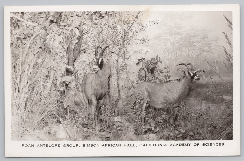 Roan Antelope Group~Simson African Hall~CA Academy of Sciences~1940s RPPC-image