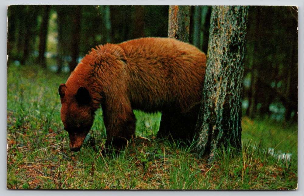 Animals~Brown Bear By Tree In Forest~Vintage Postcard