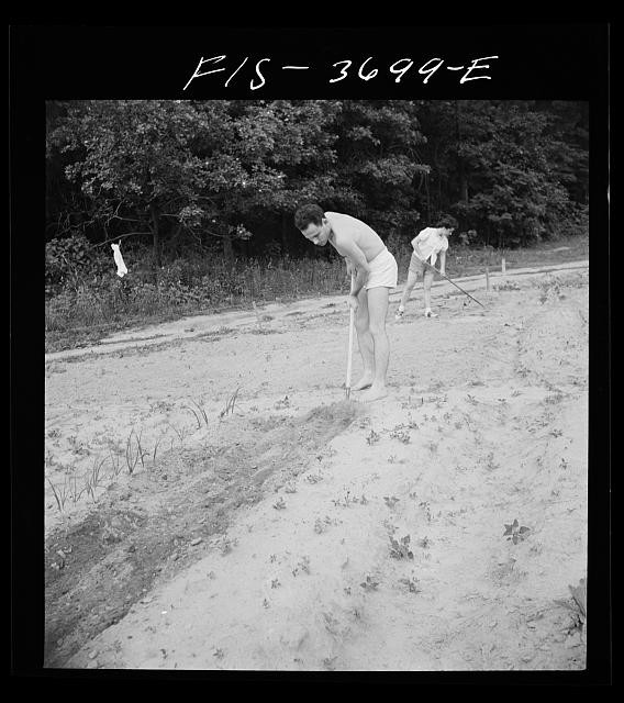 Photo:Greenbelt Maryland Residents Gardening Plot 1942 Garden Work