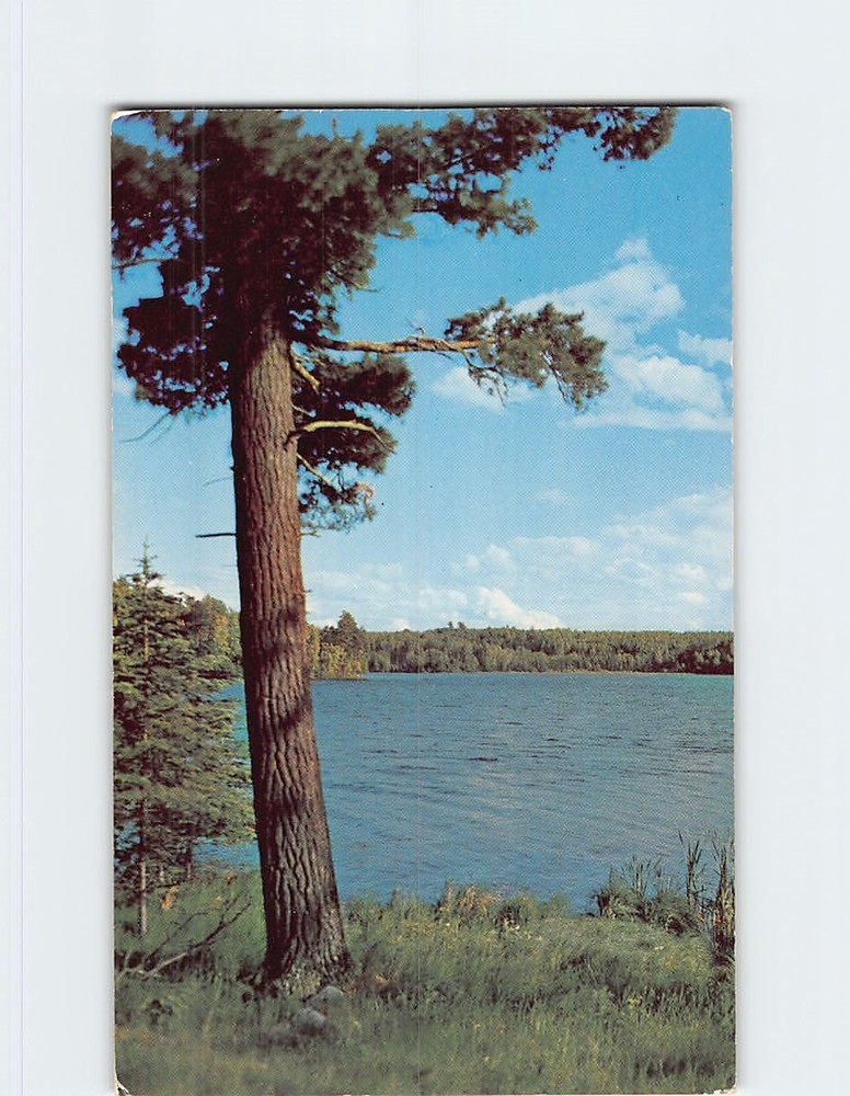 Postcard Norway Pine Vacationland Scene