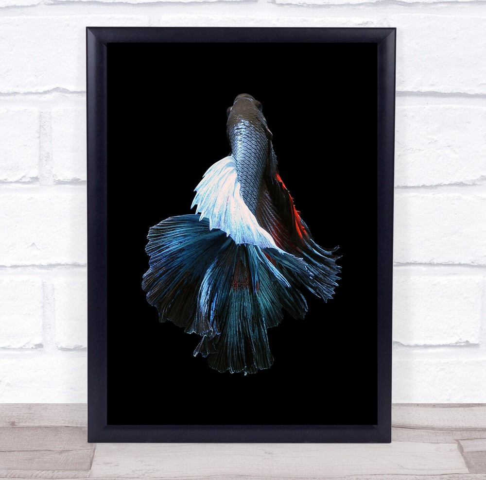 Betta Fish Macro Wall Art Print with Aquatic Background