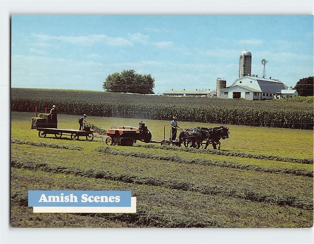 Postcard Amish Scenes Pennsylvania USA