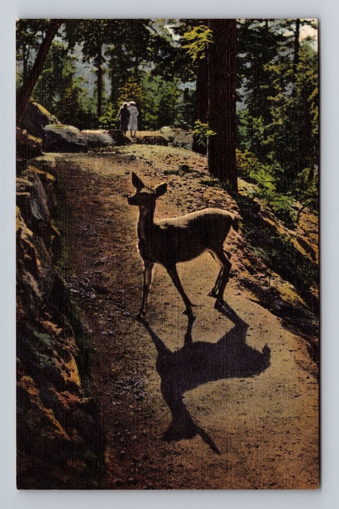 Colorado CO Wild Deer IN The Rockies Vintage Postcard