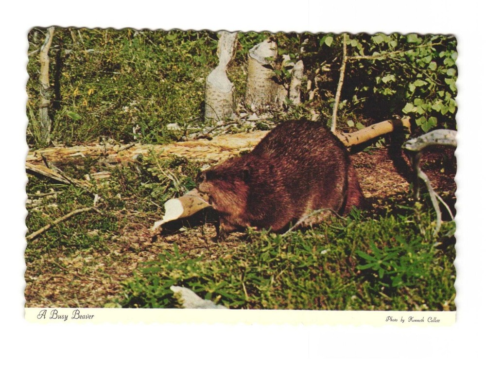 A busy Beaver, the animal that opened the W a vintage postcard unposted
