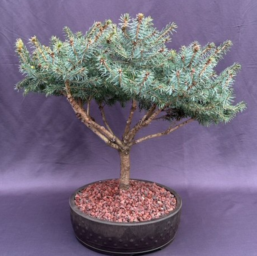 Serbian Spruce Bonsai Tree Picea Omorika Nana Outdoor Evergreen 19